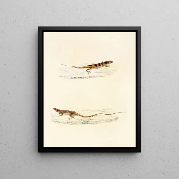 Sir Andrew Smith - Eremias Undata Eremias Namaquensis.webp