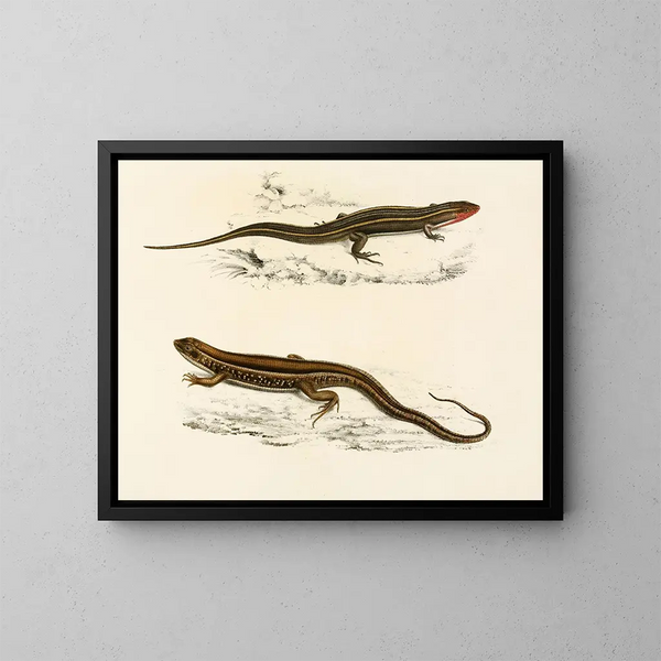 Gerrhosaurus bibroni Gerrhosaurus typicus - Sir Andrew Smith — ingelijst kunstwerk aan de muur