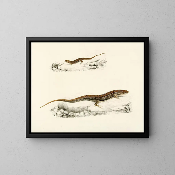 Gerrhosaurus flavigularis volwassen jong - Sir Andrew Smith — ingelijst kunstwerk aan de muur