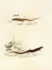 Gerrhosaurus sepiformis Gerrhosaurus subtessellatus - Sir Andrew Smith — weergave van het kunstwerk