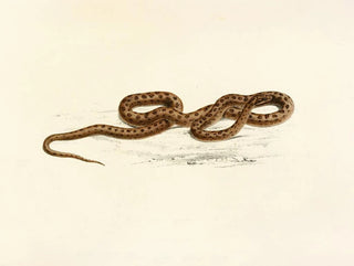 Lycodon guttatus painting - Sir Andrew Smith — artwork view