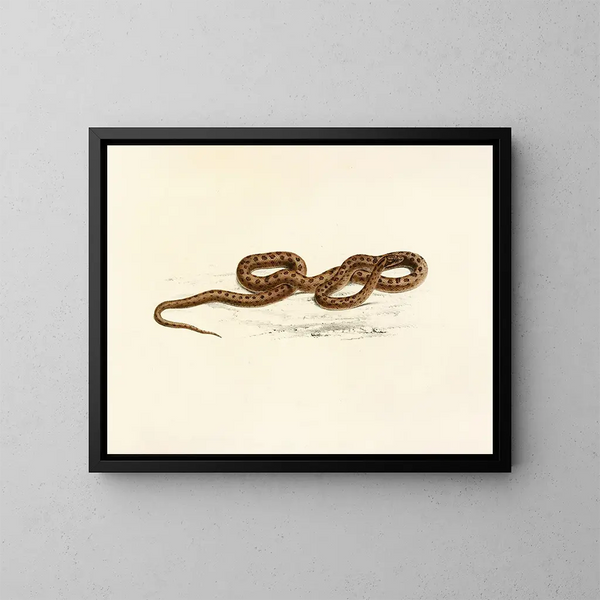 Lycodon guttatus - Sir Andrew Smith — ingelijst kunstwerk aan de muur