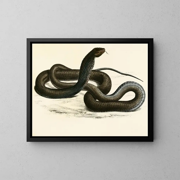 Naïa Haje Var C - Sir Andrew Smith — ingelijst kunstwerk aan de muur