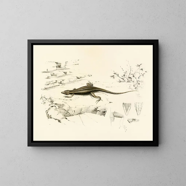 Platysaurus capensis - Sir Andrew Smith — ingelijst kunstwerk aan de muur