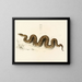 Python natalensis - Sir Andrew Smith — framed artwork on a wall
