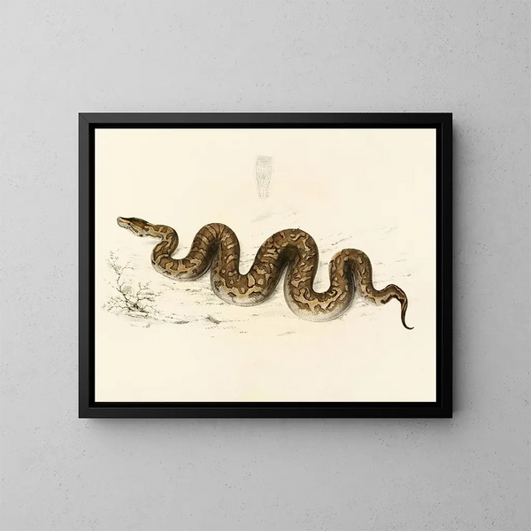 Python natalensis - Sir Andrew Smith — ingelijst kunstwerk aan de muur