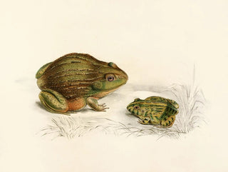 Sir Andrew Smith - Pyxicephalus Adspersus Adult Young.webp