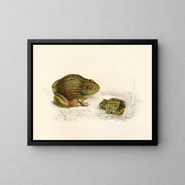 van Pyxicephalus adspersus volwassen jong - Sir Andrew Smith — ingelijst kunstwerk aan de muur