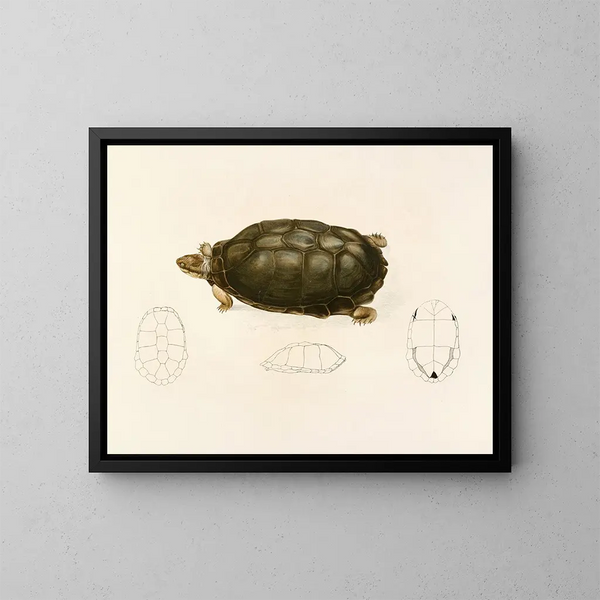 Sternotherus sinuatum - Sir Andrew Smith — ingelijst kunstwerk aan de muur