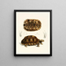 Tortue semi-dentelée - Sir Andrew Smith — ingelijst kunstwerk aan de muur