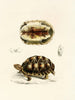 Tortue Verroxii - Sir Andrew Smith — weergave van het kunstwerk