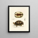 Tortue Verroxii - Sir Andrew Smith — ingelijst kunstwerk aan de muur