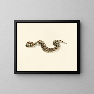 Sir Andrew Smith - Vipera Cornuta.webp