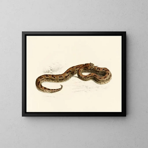 Vipère lophophrys - Sir Andrew Smith — ingelijst kunstwerk aan de muur