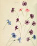 Blauwe bessen - Sophia Louise Crownfield — weergave van het kunstwerk