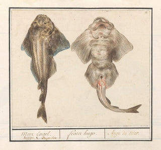 Squatina de viole de la famille des Rhinobatidae - Anselmus Botius de Boodt