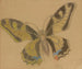 Papillon Papilio machaon - Stanisław Wyspiański — weergave van het kunstwerk