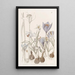 Crocus d'automne - Sydenham Edwards — ingelijst kunstwerk aan de muur