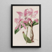 Laelia d'automne - Sydenham Edwards — ingelijst kunstwerk aan de muur
