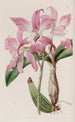 Laelia d'automne - Sydenham Edwards — weergave van het kunstwerk