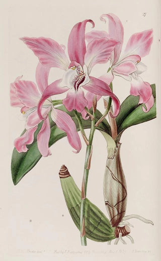 Sydenham Edwards - Autumnal Laelia.webp