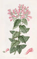 Perilomia basillique - Sydenham Edwards — weergave van het kunstwerk