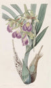 Casque de Bauer - Sydenham Edwards — weergave van het kunstwerk