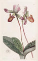 Sabot de Vénus barbu - Sydenham Edwards — weergave van het kunstwerk