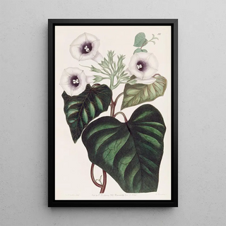 Sydenham Edwards - Beetrooted Sweet Potatoe.webp