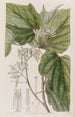 Marlea à feuilles de bégonia - Sydenham Edwards — weergave van het kunstwerk