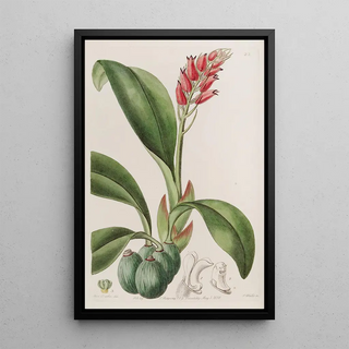 Sydenham Edwards - Bloodcoloured Cryptochilus.webp