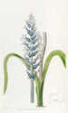 Lachenalia pâle à fleurs bleues - Sydenham Edwards — weergave van het kunstwerk