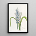 Lachenalia pâle à fleurs bleues - Sydenham Edwards — ingelijst kunstwerk aan de muur