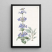 Pentstemon à feuilles bleues - Sydenham Edwards — ingelijst kunstwerk aan de muur