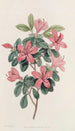 Azalée à feuilles émoussées - Sydenham Edwards — weergave van het kunstwerk