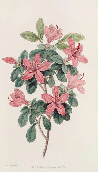 Sydenham Edwards - Bluntleaved Azalea.webp