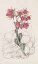 Echeveria à feuilles émoussées - Sydenham Edwards — weergave van het kunstwerk