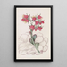 Echeveria à feuilles émoussées - Sydenham Edwards — ingelijst kunstwerk aan de muur