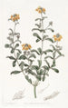 Gastrolobium à feuilles émoussées - Sydenham Edwards — weergave van het kunstwerk