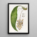Cirrhaea with blunt petals - Sydenham Edwards — framed artwork on a wall