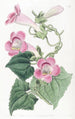 Lophospermum rougissant - Sydenham Edwards — weergave van het kunstwerk