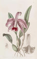 Cattleya nain à bordure - Sydenham Edwards — weergave van het kunstwerk