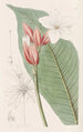 Rouge-brésilien - Sydenham Edwards — weergave van het kunstwerk