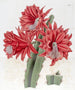 Cactus hybride rouge brique - Sydenham Edwards — weergave van het kunstwerk