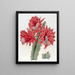 Cactus hybride rouge brique - Sydenham Edwards — ingelijst kunstwerk aan de muur