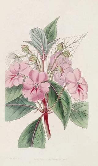 Sydenham Edwards - Broadpetaled Balsam.webp