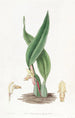 Maxillaria brunâtre - Sydenham Edwards — weergave van het kunstwerk