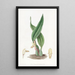 Maxillaria brunâtre - Sydenham Edwards — ingelijst kunstwerk aan de muur