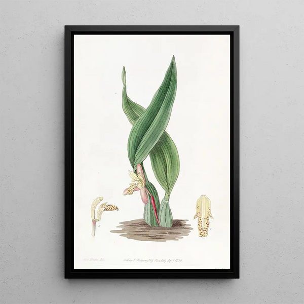 Sydenham Edwards - Brownish Maxillaria.webp