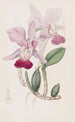Cattleya bulbeux - Sydenham Edwards — weergave van het kunstwerk
